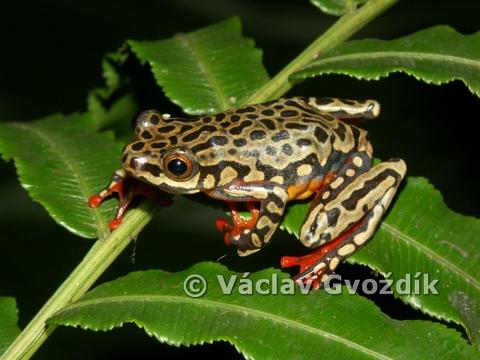 Hyperolius riggenbachi from Bamenda Highlands (North West Province, Cameroon)
