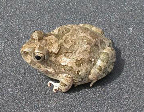 T. elegans from Buq Village, Bari Region, Puntland State, Somalia