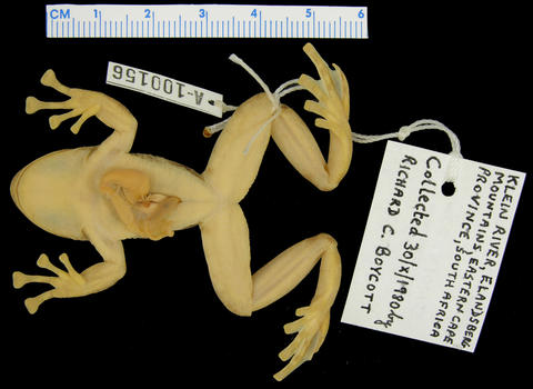 Ventral view of paratype of Heleophryne hewitti