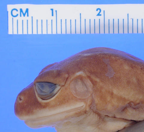 Lateral view of head of holotype of Leptopelis barbouri (MCZ A-13561)