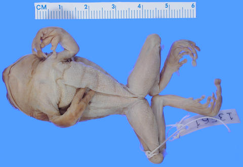 Venter of holotype of Leptopelis barbouri (MCZ A-13561)