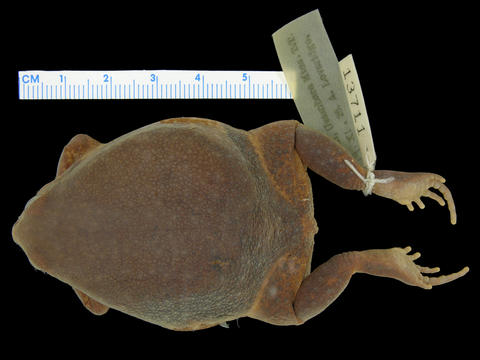 Dorsum of Probreviceps macrodactylus (MCZ A-13711).
