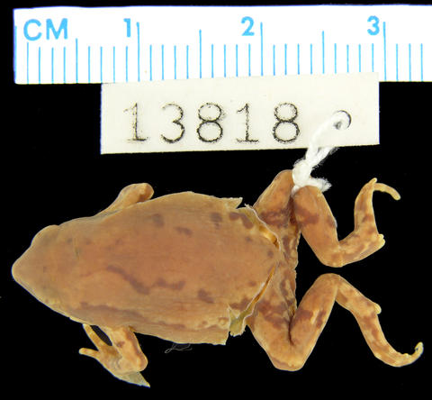 Dorsum of holotype of Parhoplophryne usambarica (MCZ A-13818)