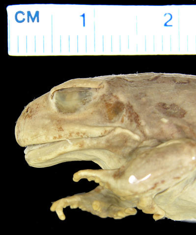 Lateral view of head of female paratype of Tomopterna hieroglyphica (MCZ A-17539)