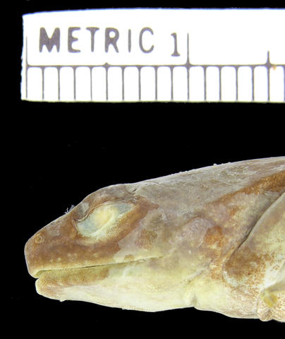 Lateral view of head of Phrynobatrachus pakenhami (holotype)