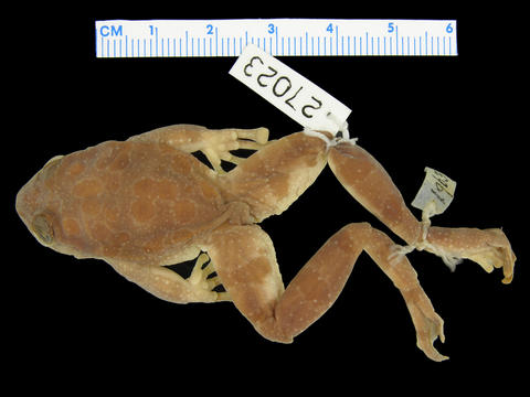 Dorsal view of paratype of Heleophryne depressa