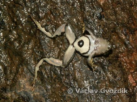 Phrynobatrachus cricogaster from Bamenda Highlands (North West Province, Cameroon)