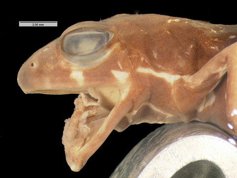 Phyrnobatrachus maculiventris head in lateral view