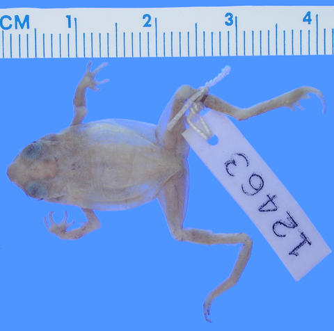 Dorsum of Nectophrynoides minutus (MCZ A-12463; holotype).