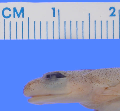 Lateral view of head of holotype of Afrixalus uluguruensis (MCZ A-13314).