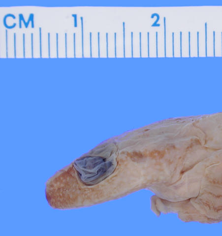 Lateral view of head of holotype of Leptopelis parkeri (MCZ A-13597)