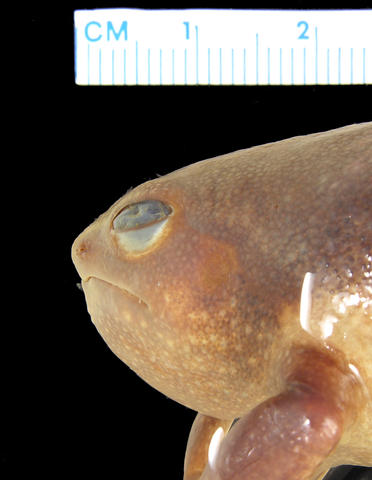 Lateral view of head of Probreviceps macrodactylus (MCZ A-13711)