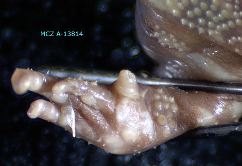 Forelimb of holotype of Hoplophryne rogersi (MCZ A-13814)