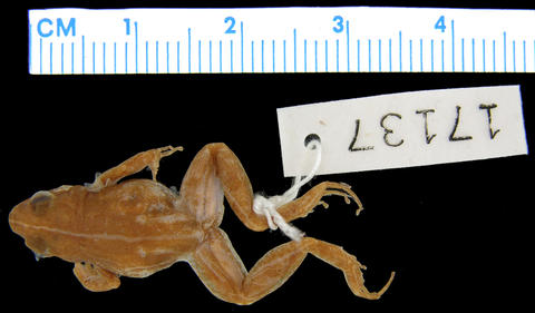Dorsum of holotype of Phrynobatrachus ukingensis