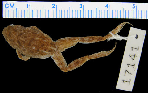 Dorsum of holotype of Phrynobatrachus rungwensis