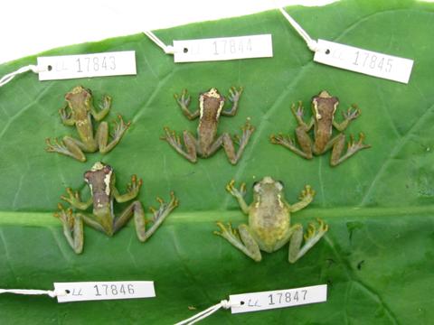 A sample of H. spinigularis from East Usambara Mountains, Tanzania (with field tags)