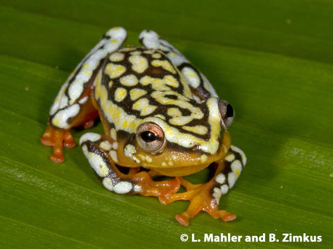 Hyperolius substriatus from Tanzania