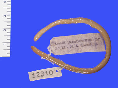 Dorsum of Boulengerula boulengeri (MCZ A-12310)