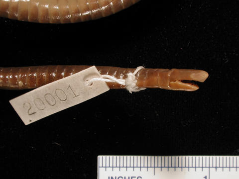 Lateral view of head of Boulengerula taitana (MCZ A-20001)