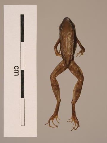 Syntype (MWNH 124) of Arthroleptis variabilis pica (=A. taeniatus)