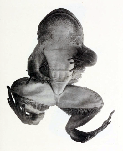 Venter of Trichobatrachus robustus
