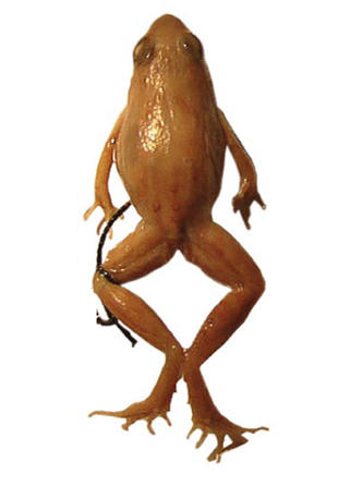 Dorsum of female Phrynobatrachus scheffleri lectotype