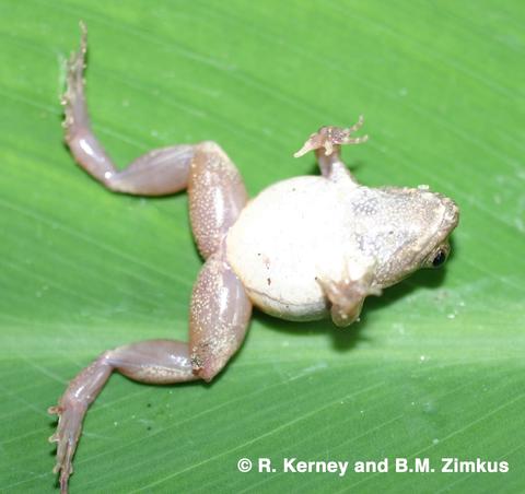 Phrynobatrachus bullans venter