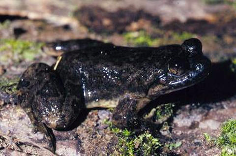 Conraua alleni from Haute Dodo Forest Reserve, Ivory Coast