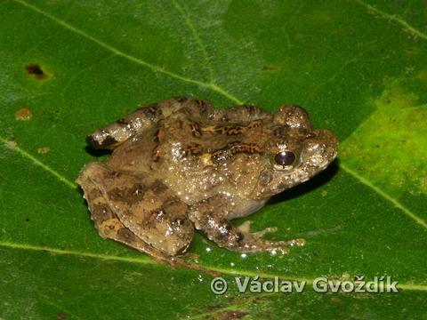 Phrynobatrachus cricogaster from Bamenda Highlands (North West Province, Cameroon)