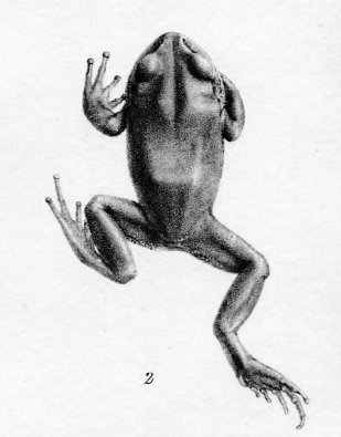 Illustration of holotype of Leptopelis bocagii (identified as Cystignathus bocagii)