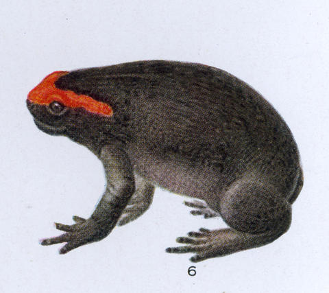 Drawing of Spelaeophryne methneri from Barbour and Loveridge (1928)