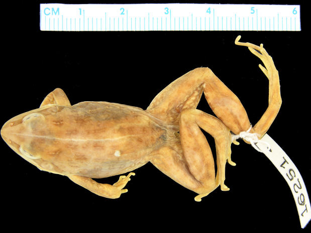 Holotype of Ptychadena cooperi (MCZ A-16251)