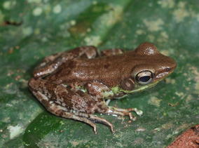 Hylarana lepus from Foret du Dja (Cameroon)