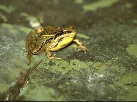 Ptychadena chrysogaster