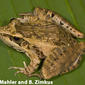 Ptychadena anchietae from the West Usambara Mountains, Tanzania