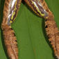 Legs of Ptychadena anchietae of the West Usambara Mountains, Tanzania