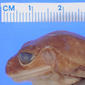 Lateral view of head of holotype of Leptopelis barbouri (MCZ A-13561)
