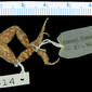 Venter of holotype of Hoplophryne rogersi (MCZ A-13814)
