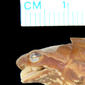 Lateral view of head of holotype of Hoplophryne rogersi (MCZ A-13814)