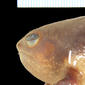 Lateral view of head of Probreviceps macrodactylus (MCZ A-13711)