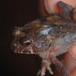 Amietophrynus camerunensis from Foret du Dja (Cameroon)