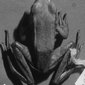 Dorsal view of adult male Hylarana fonensis n. sp. (SMNS 11788, holotype).