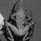 Ventral view of adult male Hylarana fonensis n. sp. (SMNS 11788, holotype).