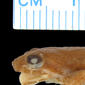 Lateral view of head of Phrynobatrachus ukingensis (holotype)