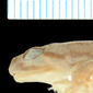 Lateral view of head of holotype of Conraua (Pseudoxenopus) alleni