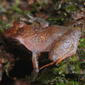 Dorsum of Phrynobatrachus batesii