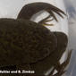 Xenopus laevis from the West Usambara Mountains, Tanzania