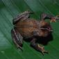 Rhinella alata