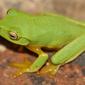 Litoria gracilenta (Graceful Tree-Frog)