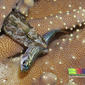 Carpet eel-blenny chomps on a Tropical silverside (Atherinomorus duodecimalis)